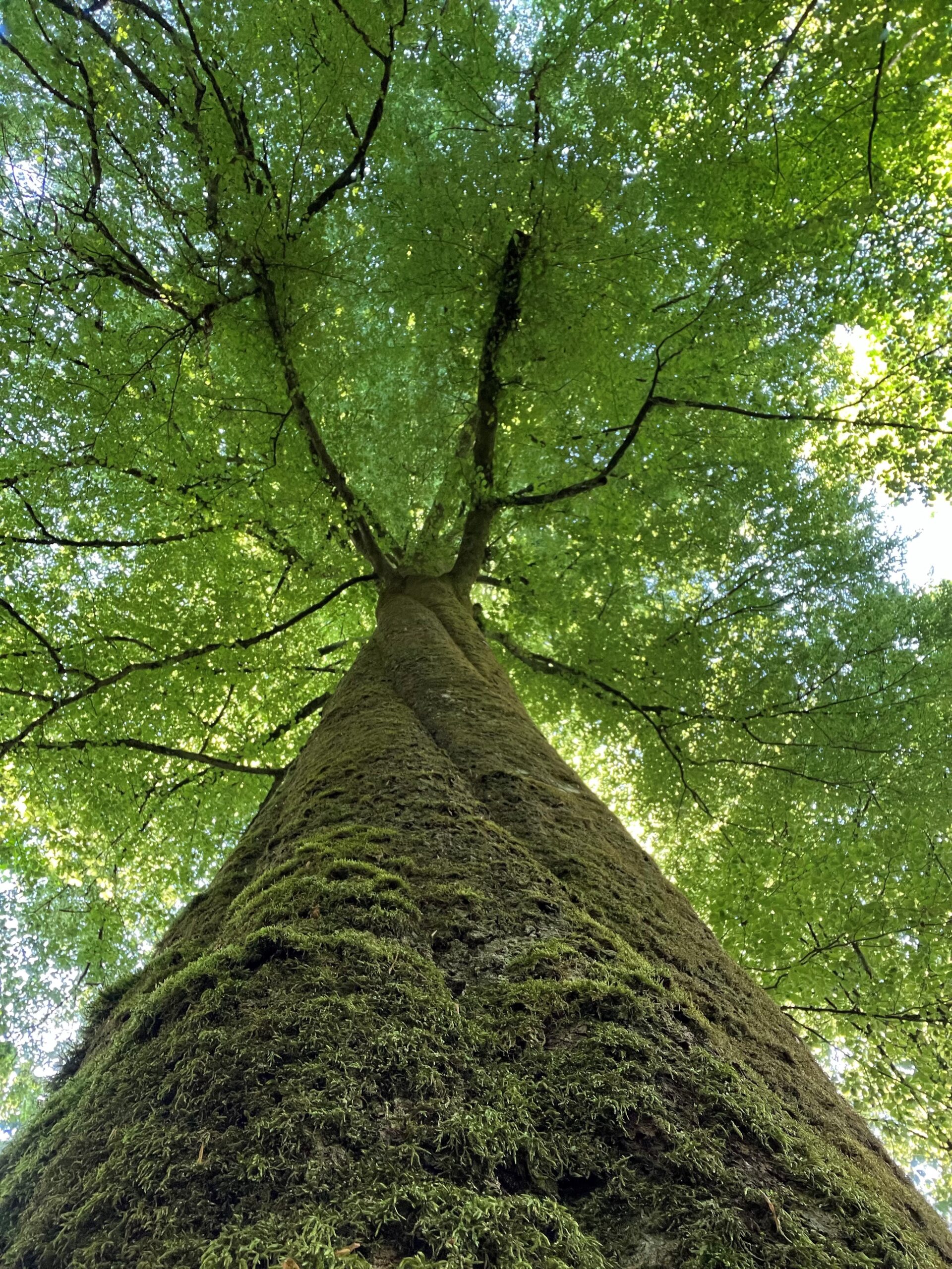 Blick von unten auf einen imposanten, mit Moos bewachsenen Baumstamm, dessen dichte grüne Krone sich weit verzweigt und von Sonnenlicht durchbrochen wird.